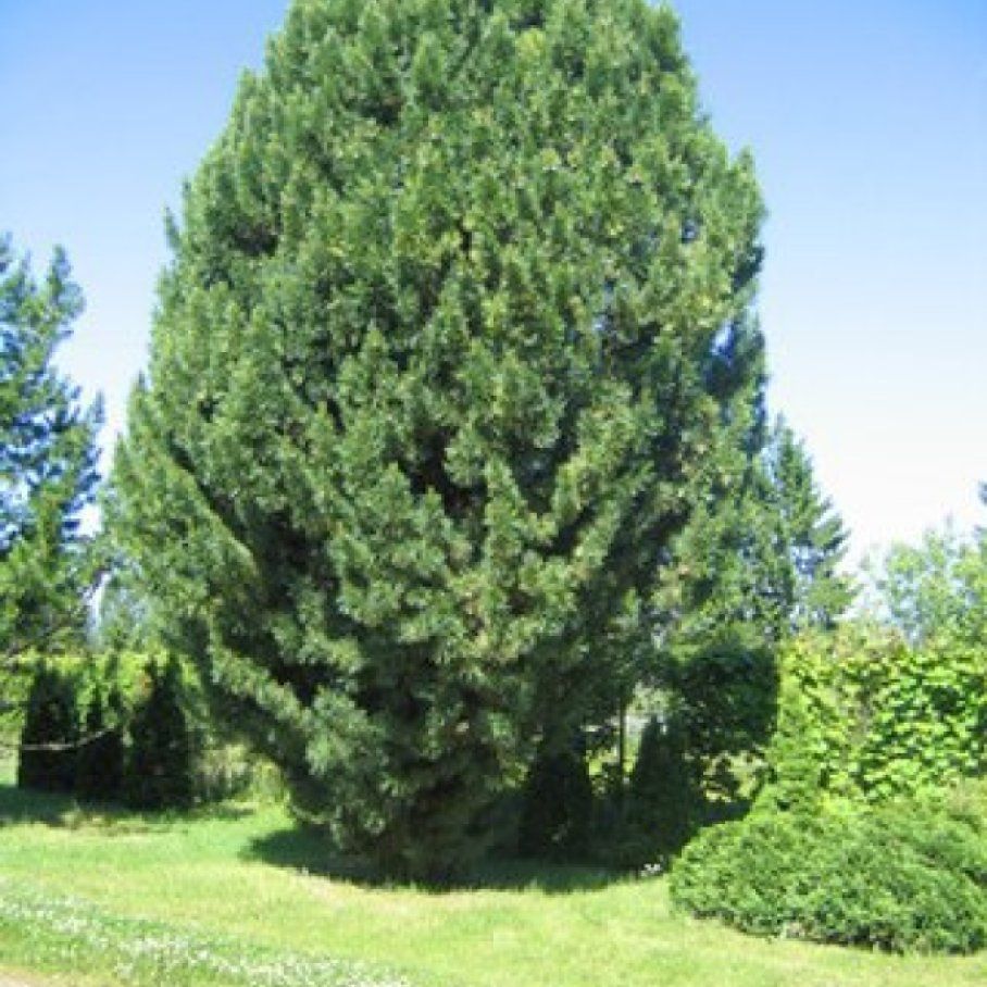 Дальневосточная сосна кедровая. Краснокнижные хвойные деревья. Кедр в красной книге. Сибирский кедр дерево сообщение. Сосна сибирская и сосна кедровая.