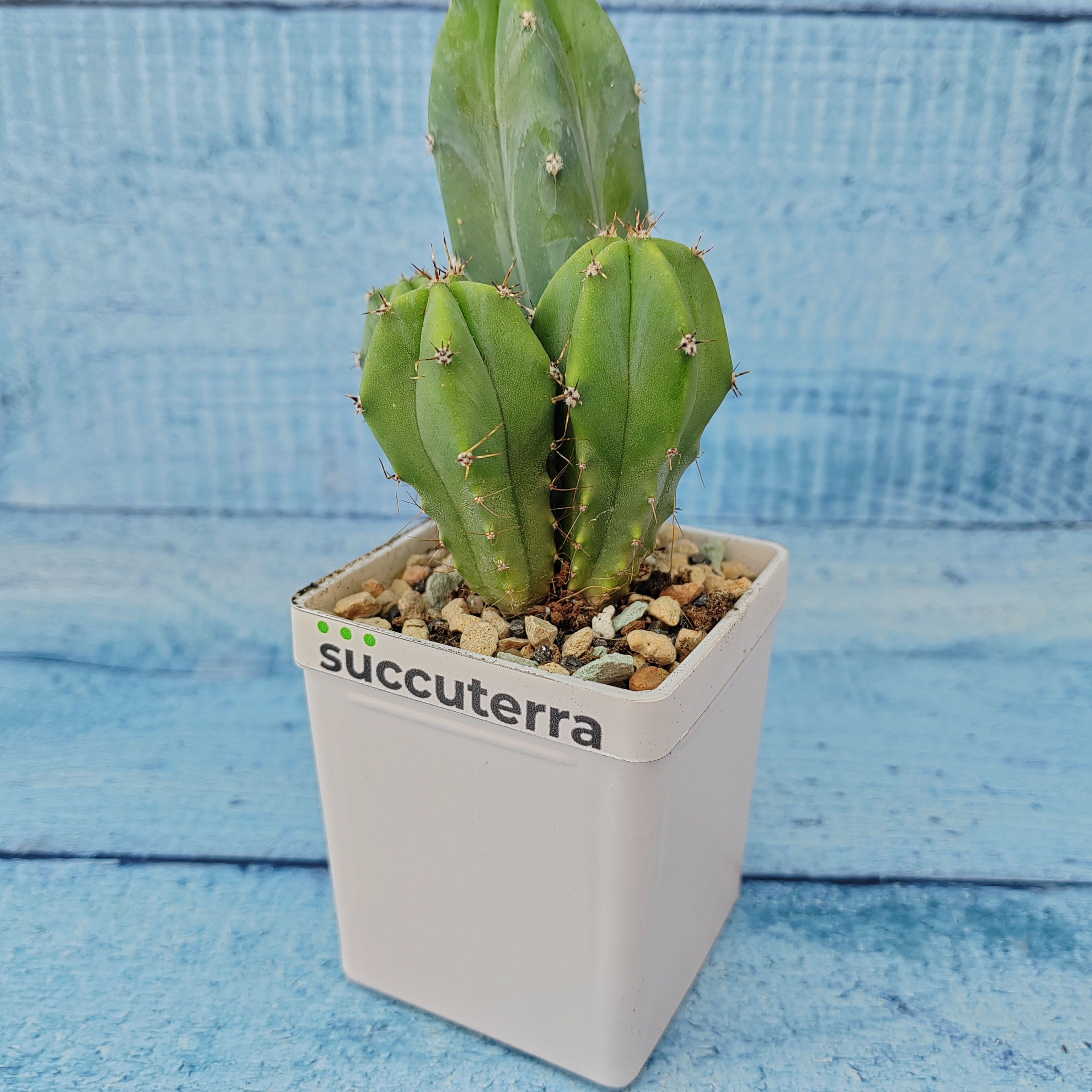 Кактус Myrtillocactus Geometrizans (Миртиллокактус). Диаметр горшка 5 см. Субстрат Succuterra Classic и фирменный горшочек в комплекте.