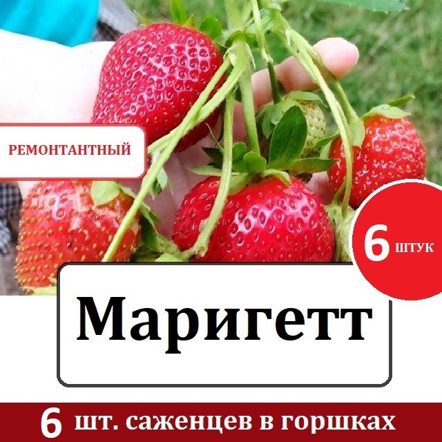 Клубника ремонтантная Маригетт 6шт. в горшках Р9, Рем. (НСД)