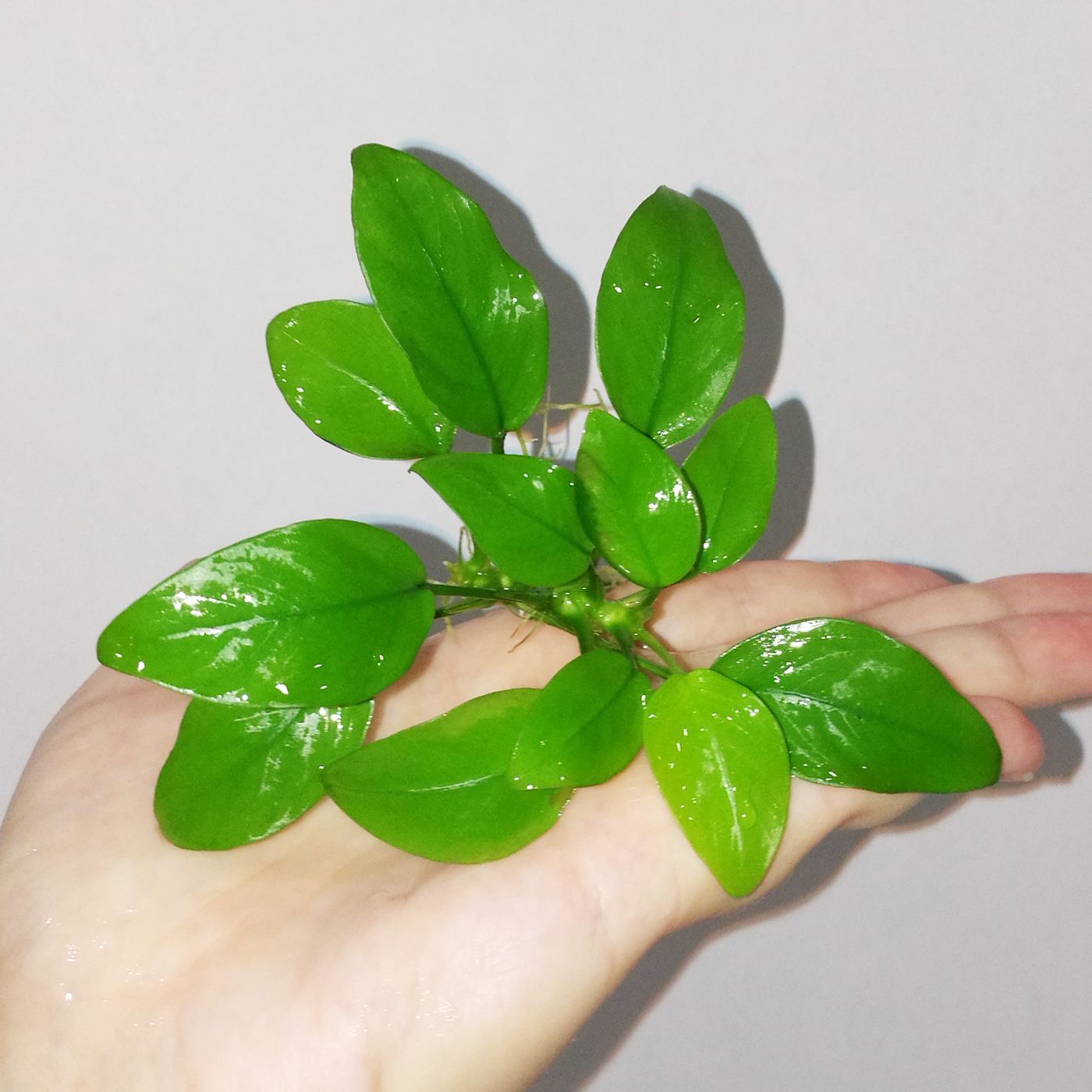 Анубиас нана Голден (Anubias barteri var. nana Golden), 1 куст. Живое аквариумное растение