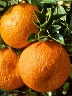 Миртолистный померанец Чинотто ( саженец)