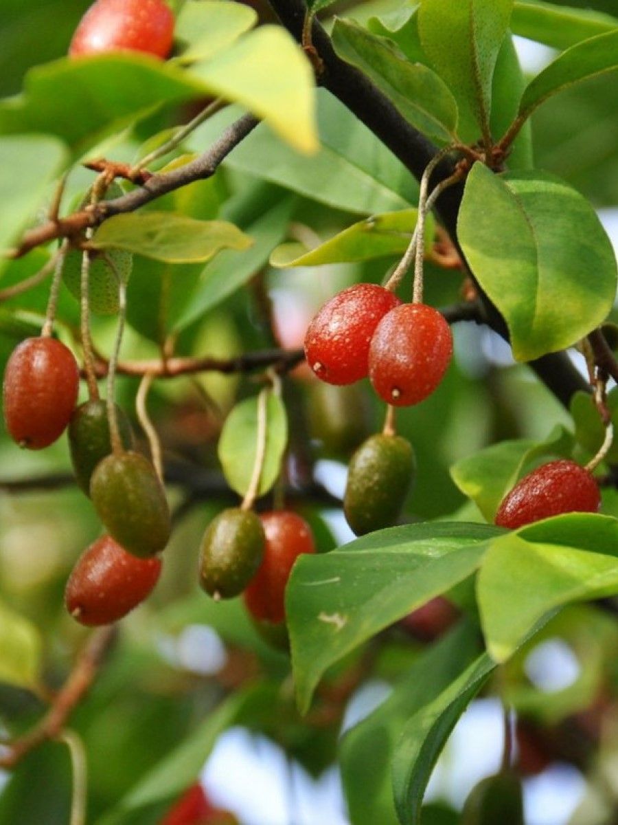 СеменаЛохмногоцветковыйГуми(Elaeagnusmultiflora),10штук