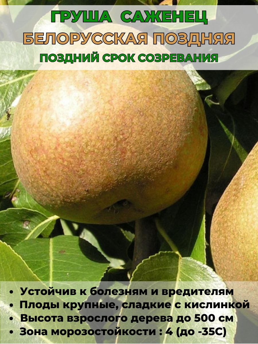 ГрушаБелорусскаяпоздняя,саженец1штука