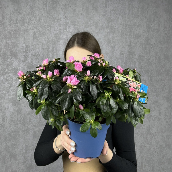 Азалия, комнатное растение живое, цветок в горшке, высота 30 см, дм 14 ...