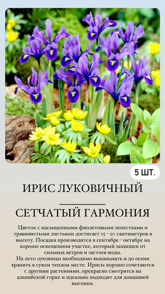 Луковицы Ирис сетчатый или иридодиктиум, Ирисы купить по выгодной цене ...