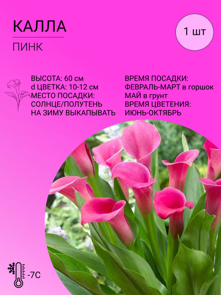 Калла Калла - купить по выгодным ценам в интернет-магазине OZON ...
