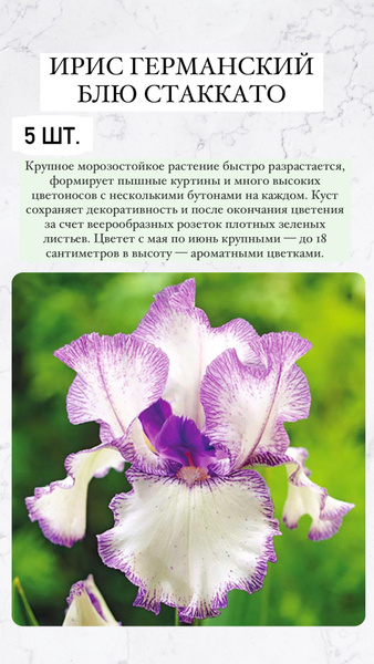 Луковицы Ирис сетчатый или иридодиктиум, Ирисы купить по выгодной цене ...