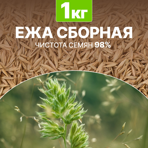 Многолетние декоративные травы MEGAMARKET Сидераты - купить по выгодным ...
