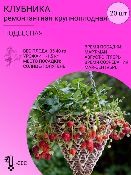 Клубника Клубника ремонтантная 20 шт - купить по выгодным ценам в ...