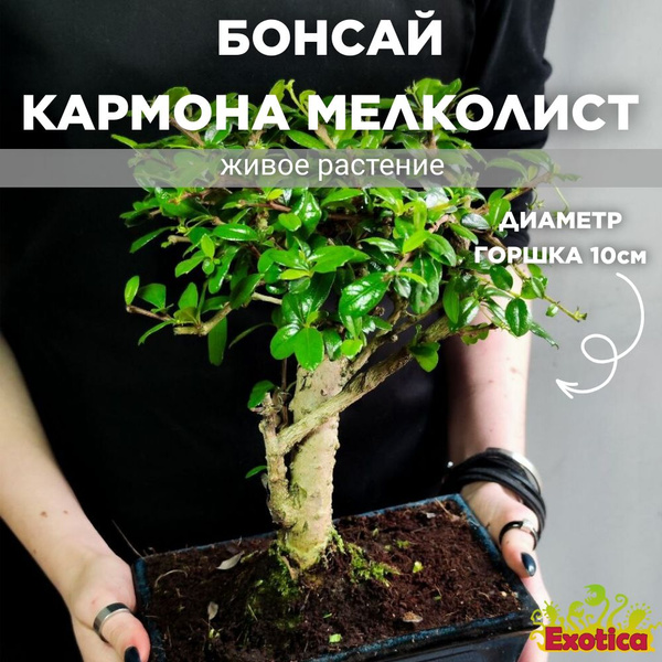 Бонсай Кармона мелколистная (Carmona Microphylla) D10см в керамическом ...
