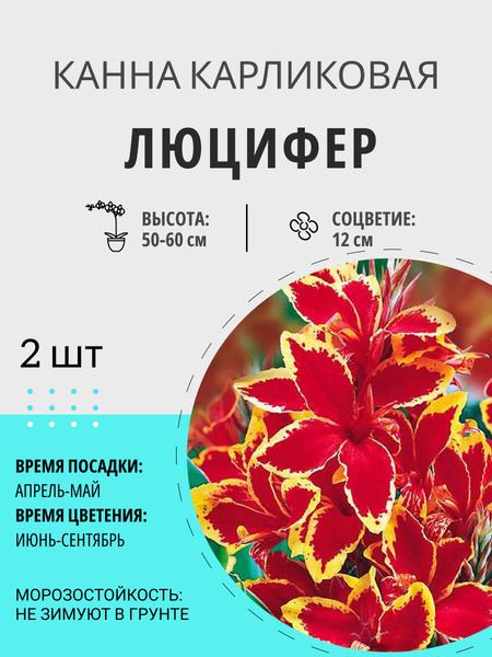 Канны канны - купить по выгодным ценам в интернет-магазине OZON ...
