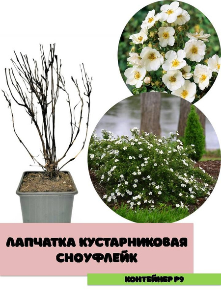 Лапчатка кустарниковая Сноуфлейк - купить с доставкой по выгодным ценам ...