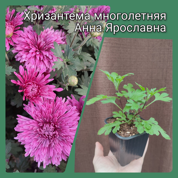 Хризантема многолетняя Анна Ярославна саженец в горшке - купить с ...