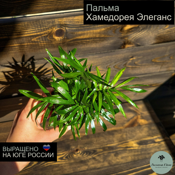 Пальма Хамедорея Элеганс, 7 дм, 1 шт - купить по выгодной цене в ...
