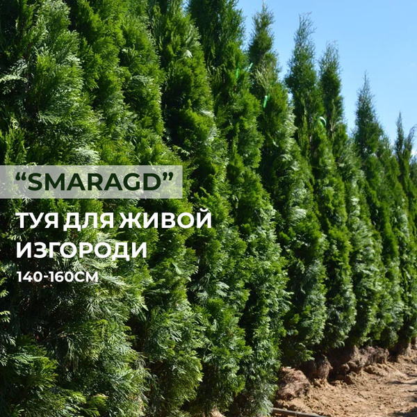 Туя для изгороди Смарагд высотой 140-160см с закрытой корневой системой ...