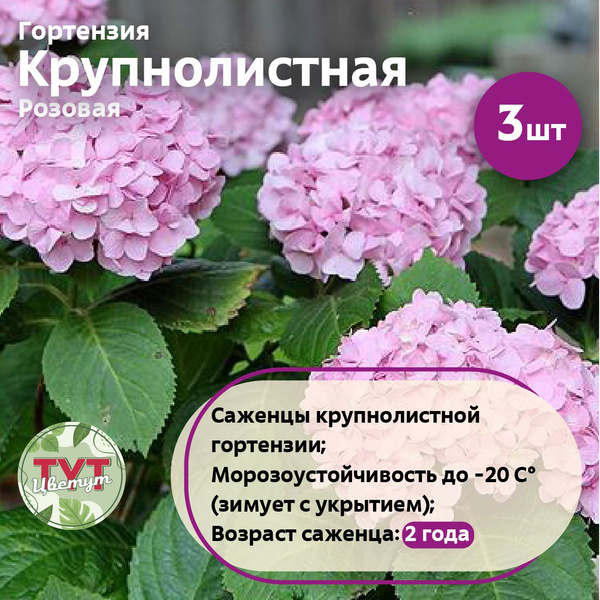 Гортензия Крупнолистная Розовая 3 шт. - купить с доставкой по выгодным ...