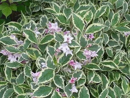 Вейгела цветущая Вариегата - купить с доставкой по выгодным ценам в ...