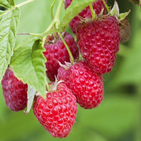 Малина ремонтантная Карамелька (rubus idaeus) 