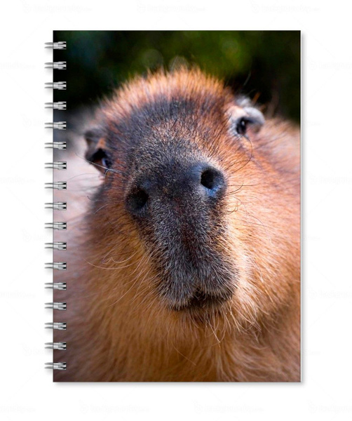 Тетрадь MIGOM А3 "Capybara v2, Капибара" - v0002 - купить с доставкой ...