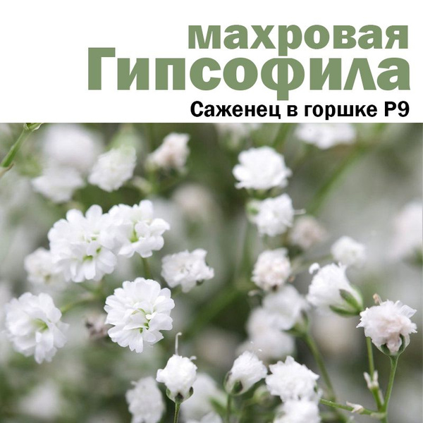 Гипсофила саженец метельчатая многолетняя в горшке p9 - купить с ...