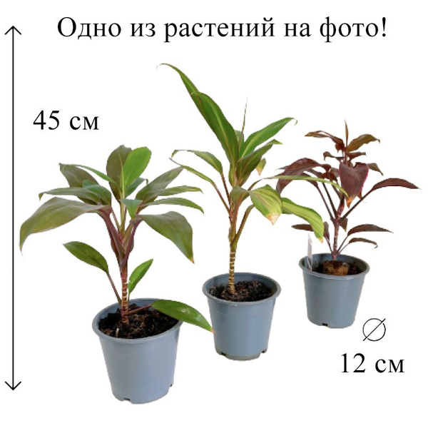 Кордилина Микс D-12 см, 12 дм, 1 шт - купить по выгодной цене в ...