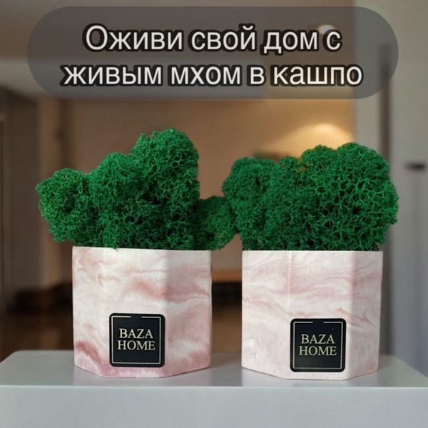 Кашпо со мхом /Живой мох ягель в кашпо 2шт, стабилизированный мох ...