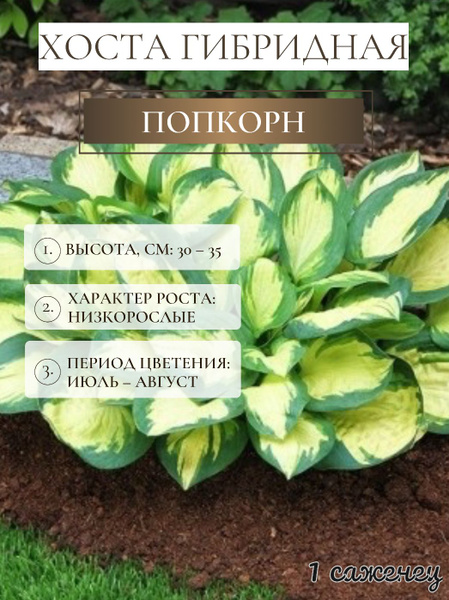 Хосты Хостакорневище1шт - купить по выгодным ценам в интернет-магазине ...