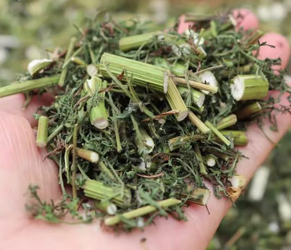 Полынь однолетняя, Artemisia annua, крупный помол - купить с доставкой ...