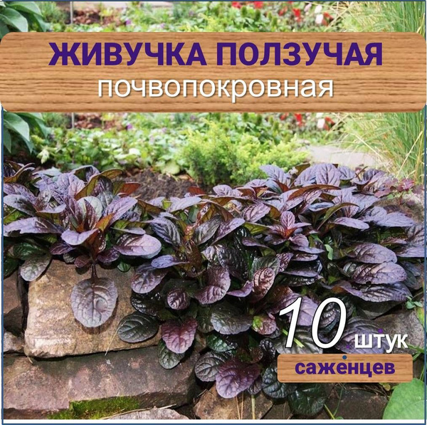 Живучка ползучая, саженец 10 шт. - купить с доставкой по выгодным ценам ...