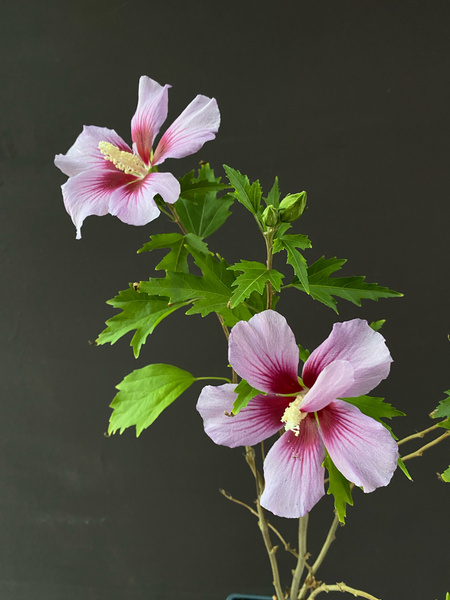 Гибискус Тауэр . Сирийская Роза купить на OZON по низкой цене (1553665086)