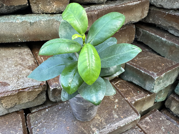 Фикус зеленый, темно-зеленый, 5.5 дм, 1 шт - купить по выгодной цене в ...