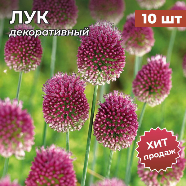 Луковицы Лук декоративный Калатея купить по выгодной цене в интернет ...