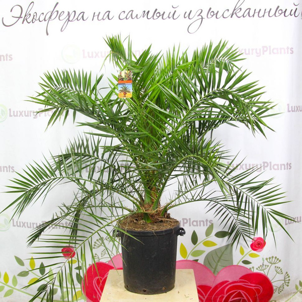 Финик LuxuryPlants Зеленый д40, 100 дм, 1 шт - купить по выгодной цене ...