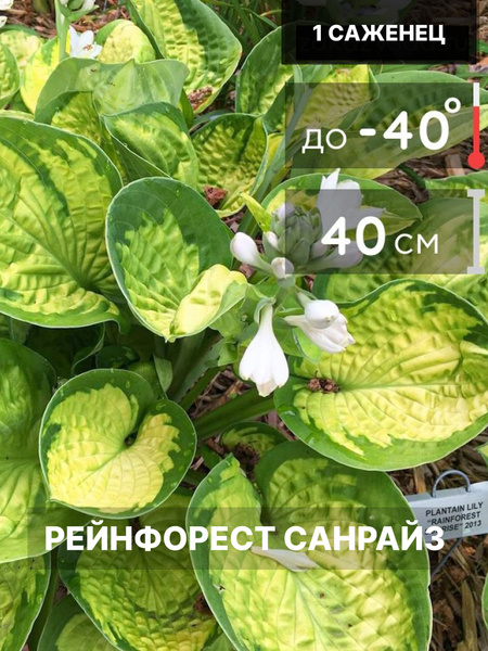 Хосты хоста1шт - купить по выгодным ценам в интернет-магазине OZON ...