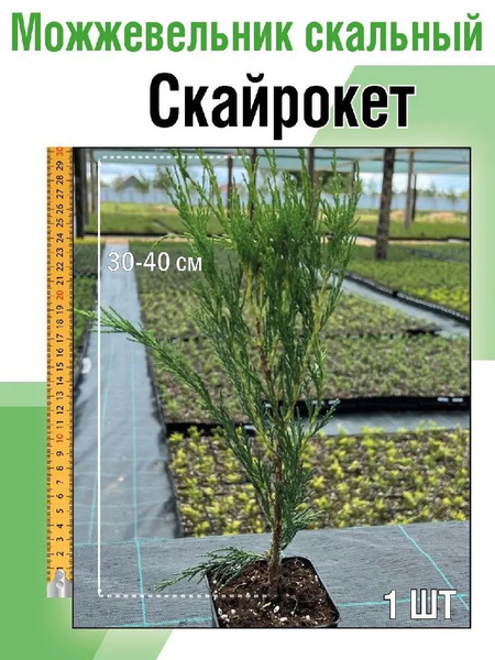 Клубни Можжевельник Семисад купить по выгодной цене в интернет-магазине ...
