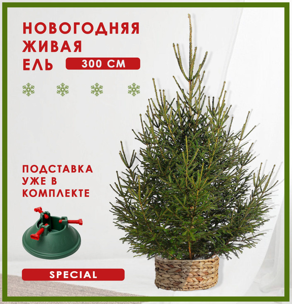 Ель живая новогодняя срезанная 300 см (С ПОДСТАВКОЙ) купить на OZON по ...