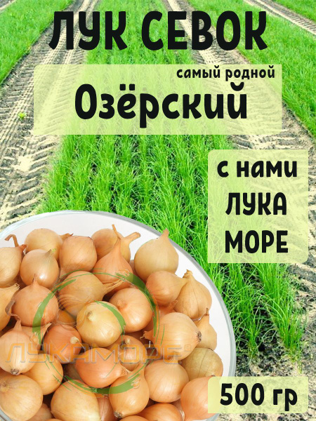 Лук севок купить на OZON по низкой цене (1792251880)