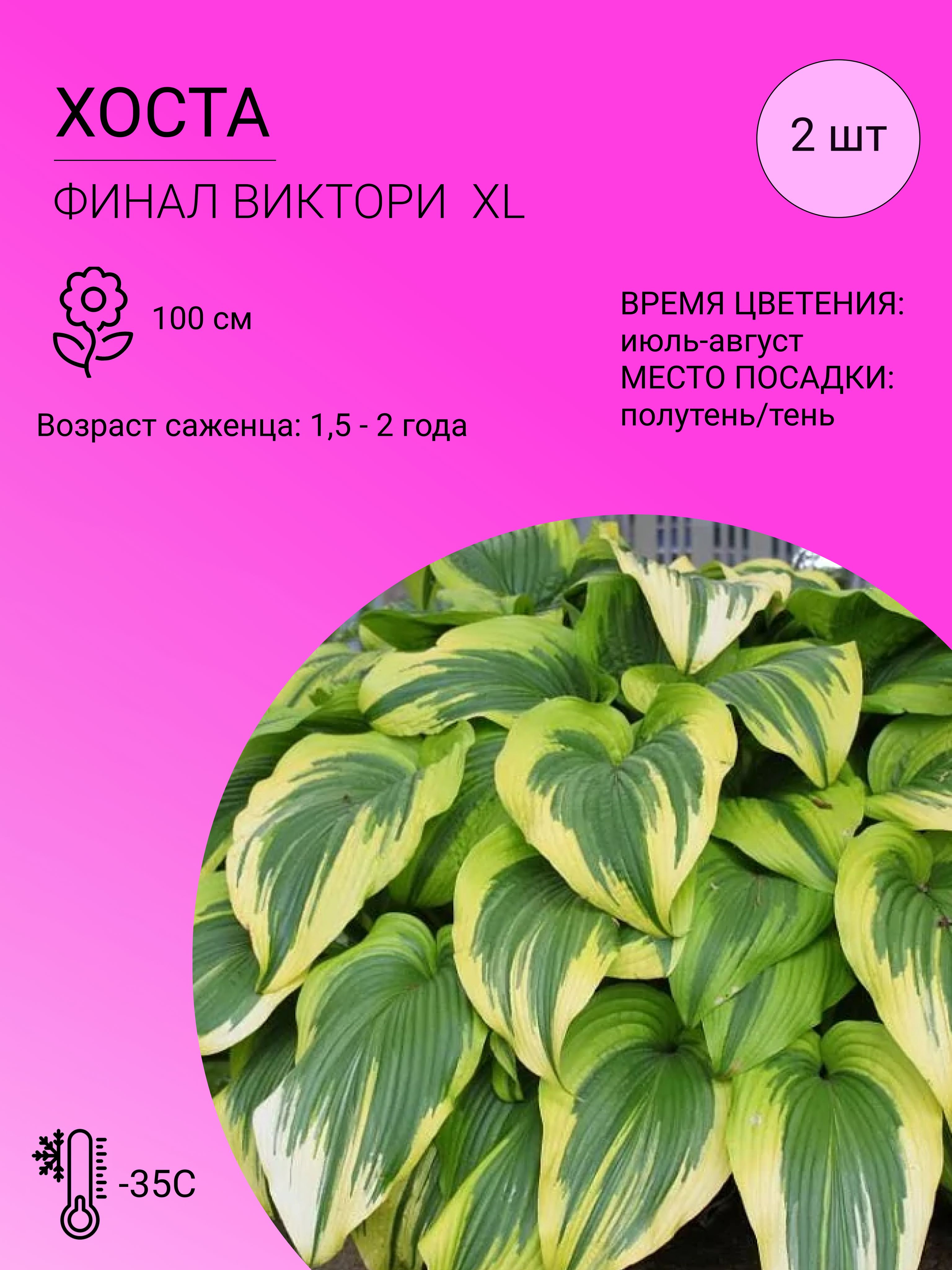 Саженцы Хост Купить В Леруа Мерлен Калуга