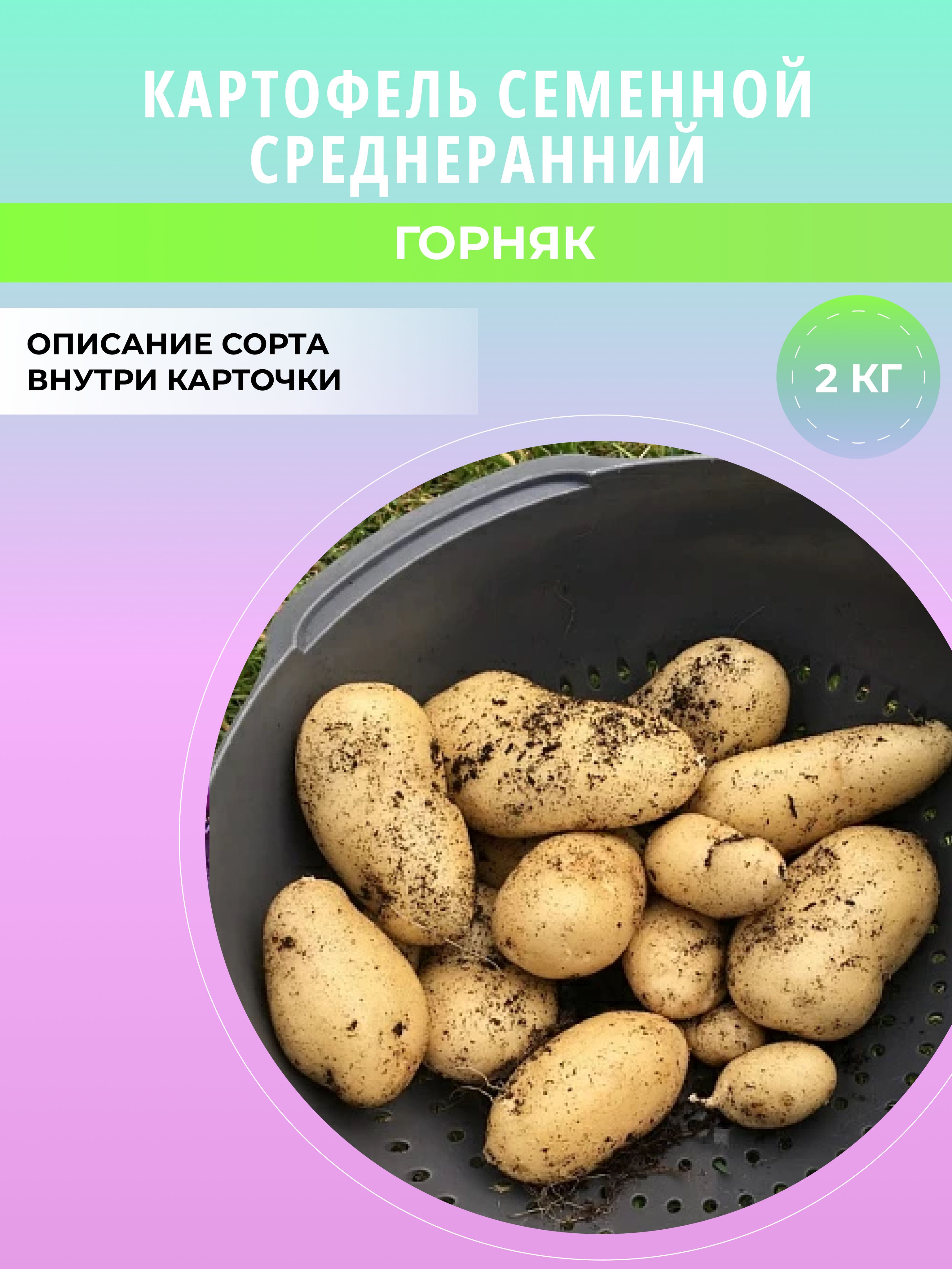 Горняк картофель характеристика отзывы фото