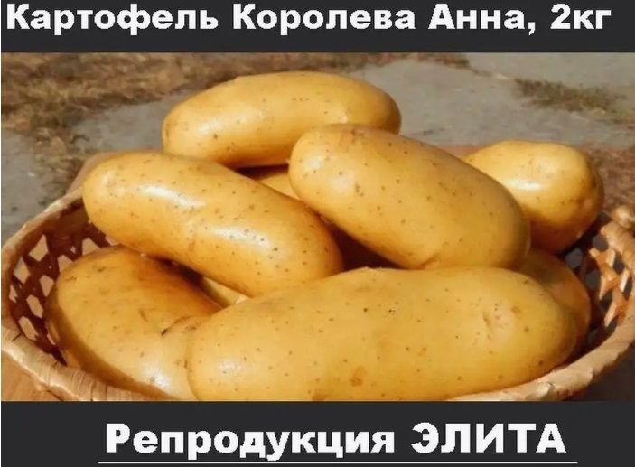 Семенной Картофель купить на OZON по низкой цене