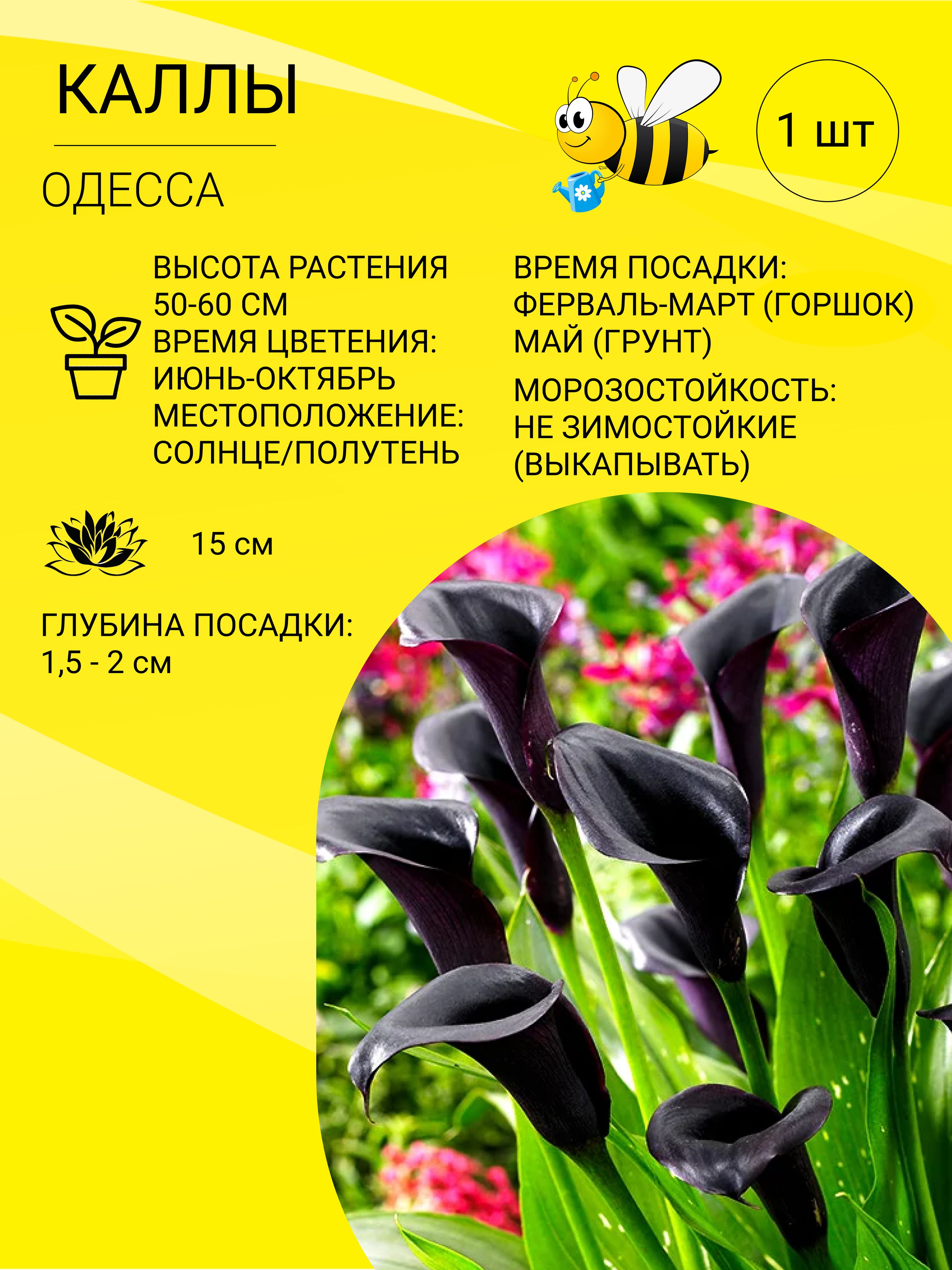 Купить Луковицы Каллы В Интернет Магазине Недорого