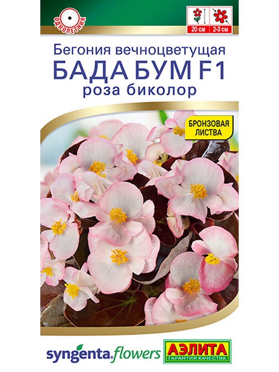 Бегонии, Бегонии комнатные Аэлита 1_Бегония Бада бум роза биколор - купить  по выгодным ценам в интернет-магазине OZON (1549382140)