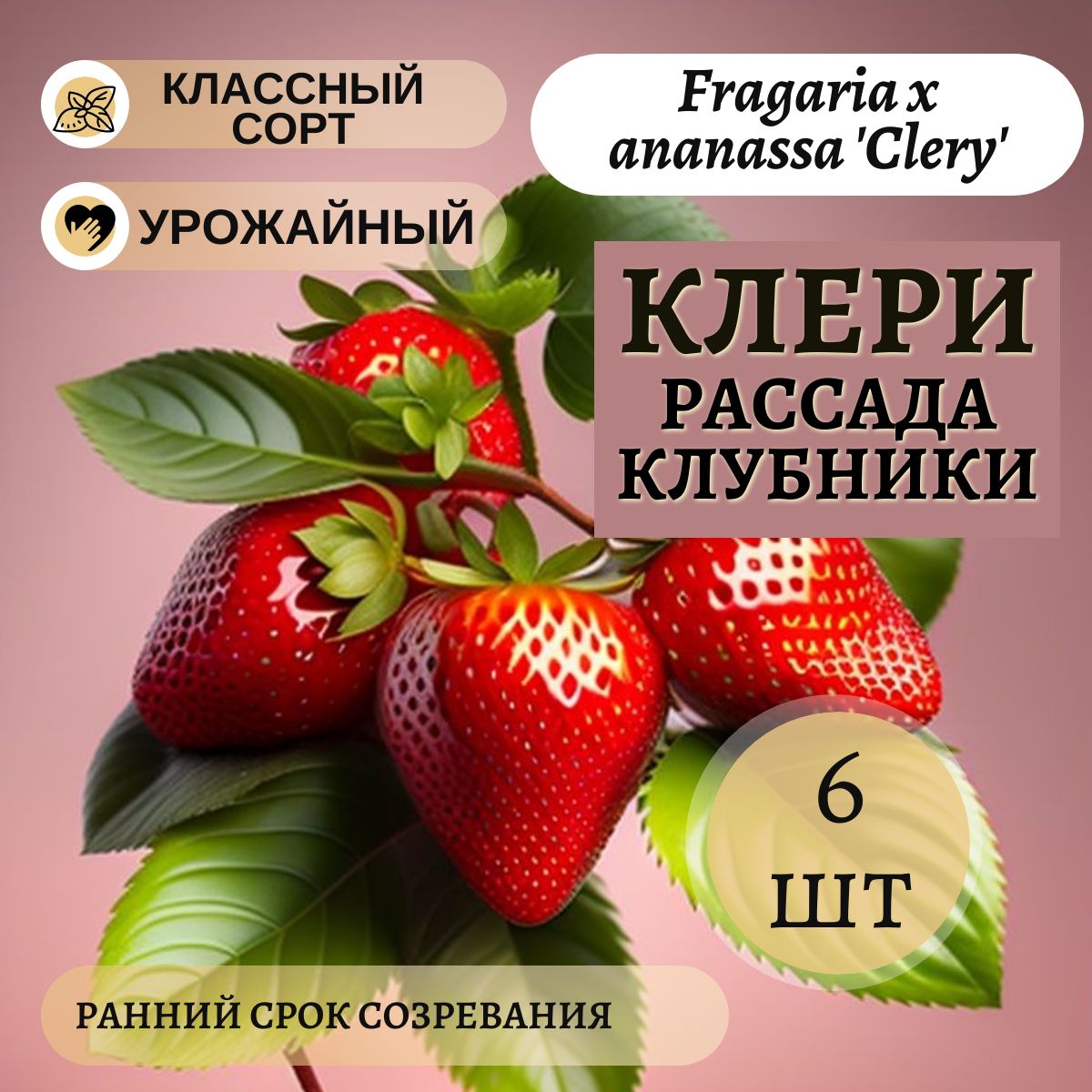 Клубникасаженцы,рассадаклубникиКлери,6шт