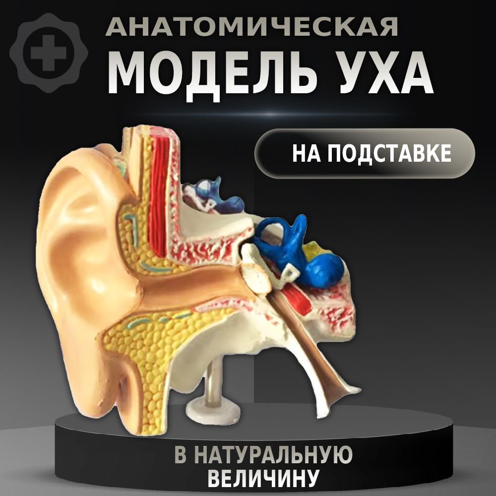 Анатомическая модель человеческого уха в натуральную величину