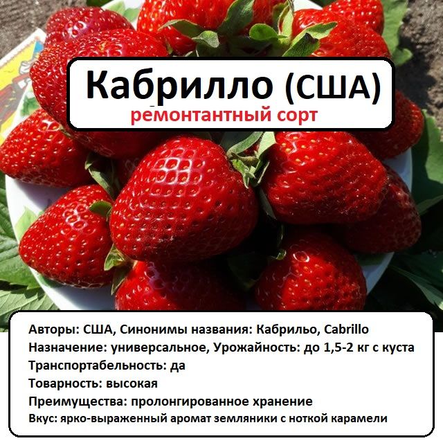 Клубника рем. Кабрилло (НСД), селекция США, в горшках