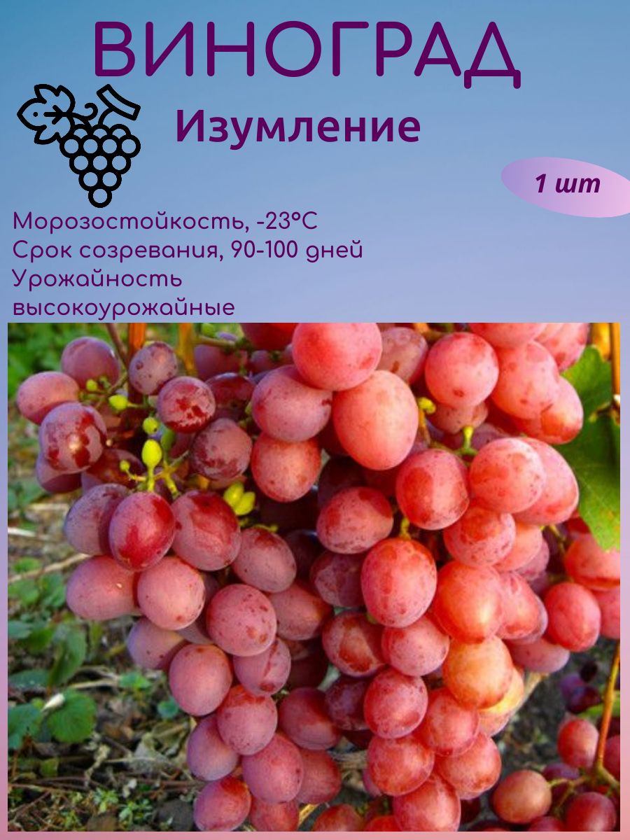 СаженцыВинограда,напосадкудлясадаиогорода