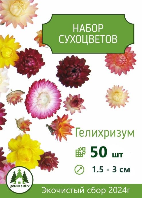 Сухоцветы Гелихризум, 50 шт