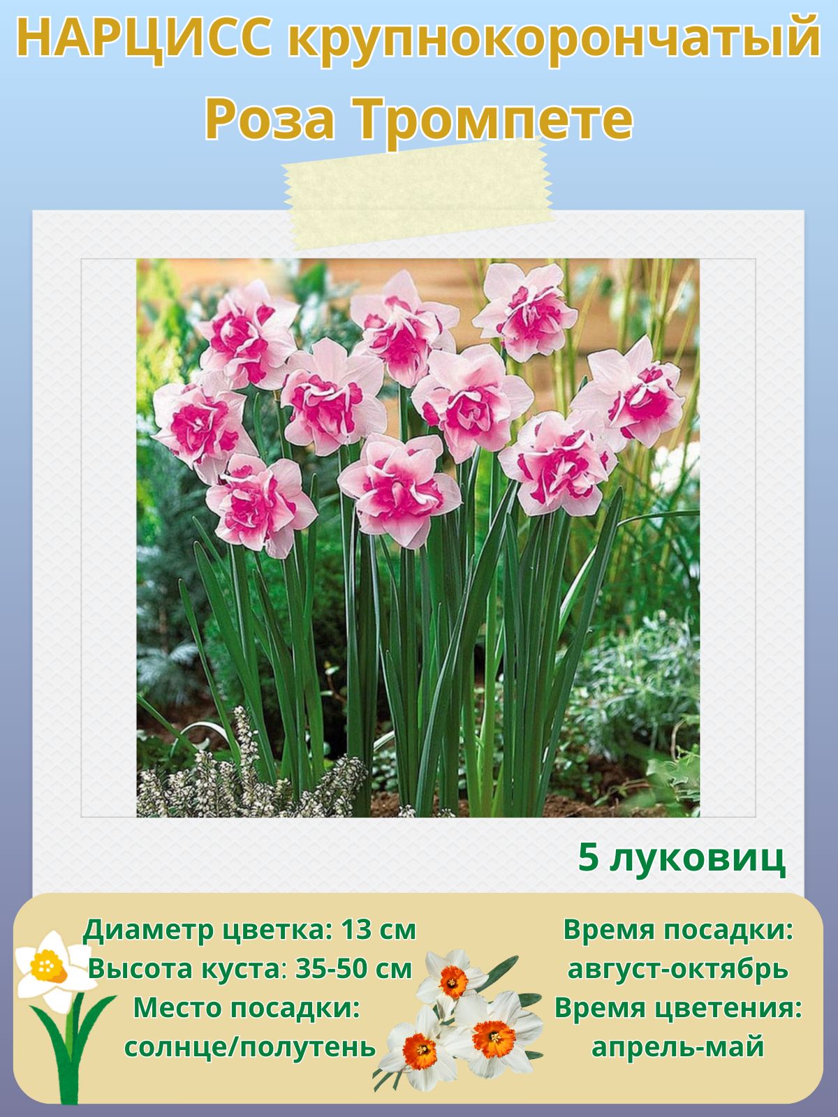 Нарцисс крупнокорончатый Роза Тромпете, многолетние цветы, луковицы 5 шт