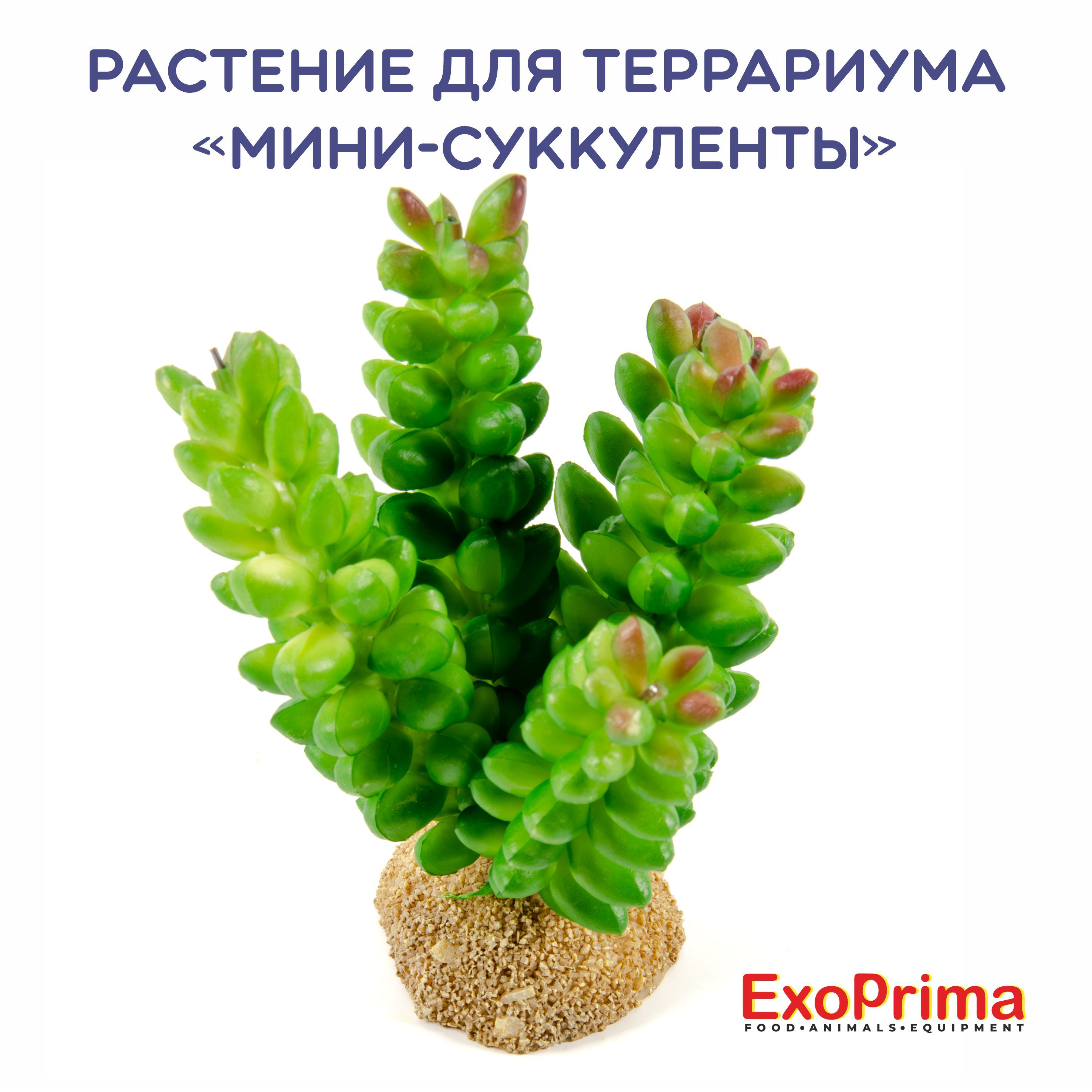 Растение для террариума EXOPRIMA "Мини-суккуленты", светло-зеленое, 7х7х8см