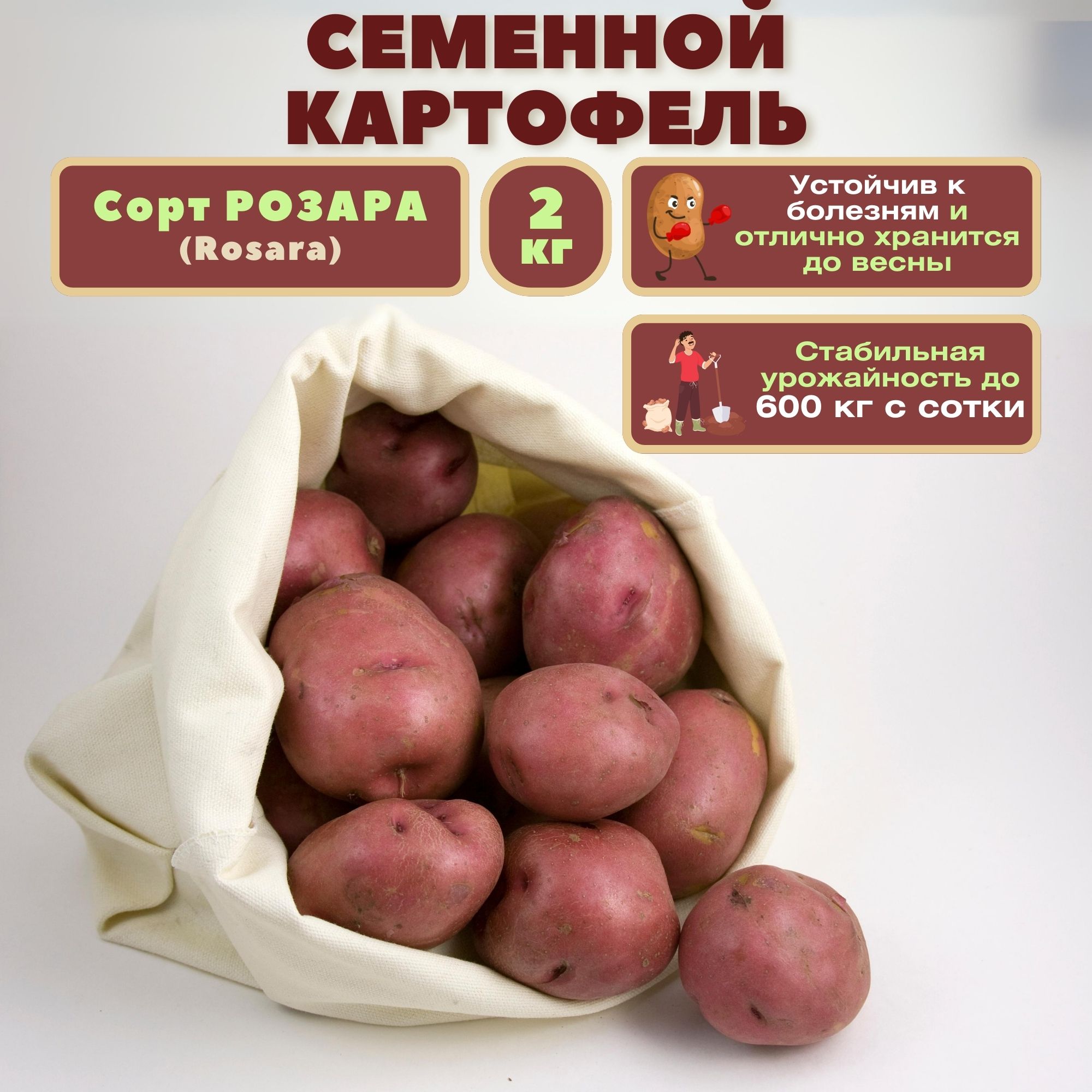 СеменнойкартофельРозара,2кг,селекционный,репродукцияСуперЭлита,раннийсроксозревания,высокаяурожайность,устойчивостькболезням,приятныйвкус